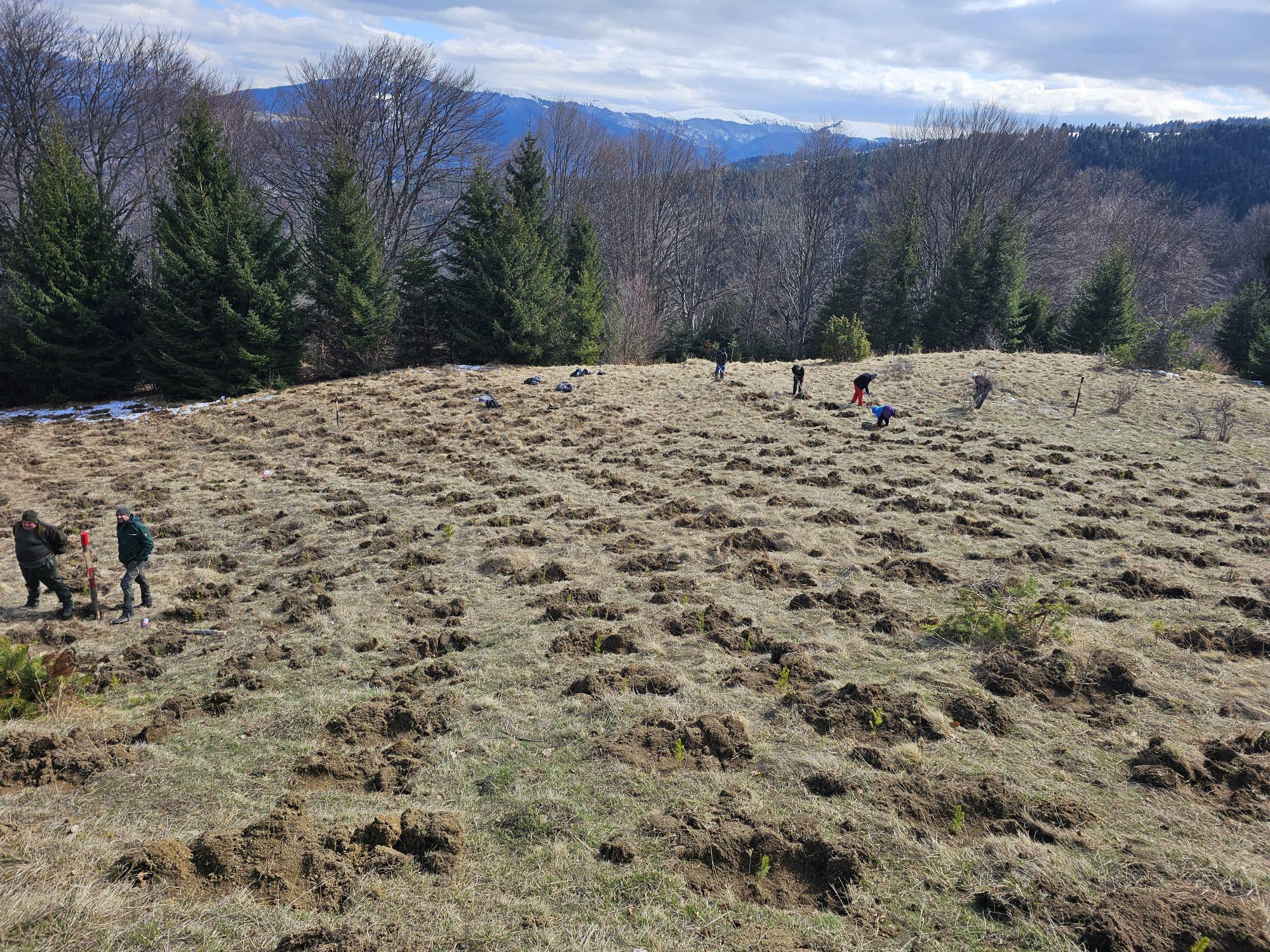 Campania de reîmpădurire în Săcele: 20 de hectare plantate cu 70.000 de puieți