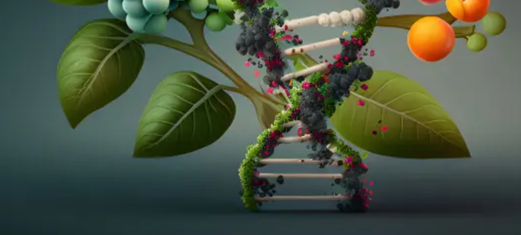 Noi plante rezistente la secetă, poluare sau fără gluten, pe cale să apară în Europa. UE dă undă verde noilor tehnici genomice