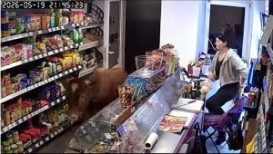 Taurul client: o seara neobișnuită în Codlea