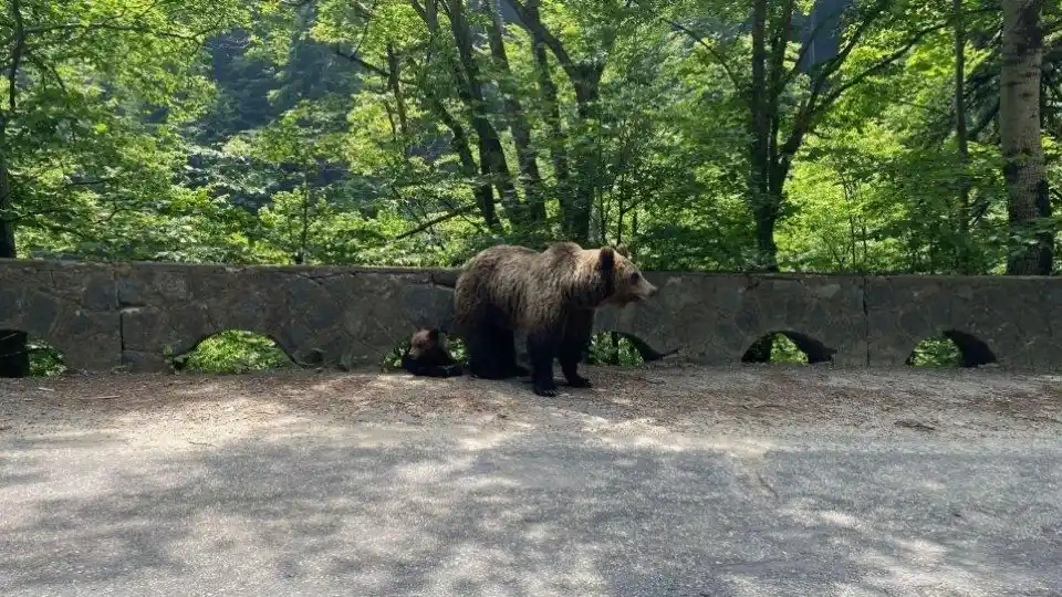Turist bulgar amendat dupa atacul unui urs