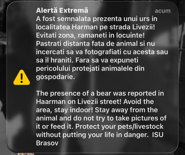 Apariție bruscă a unui urs în Hărman