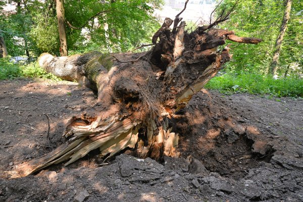 Arborele căzut: O pierdere pentru Aleea de sub Tâmpa