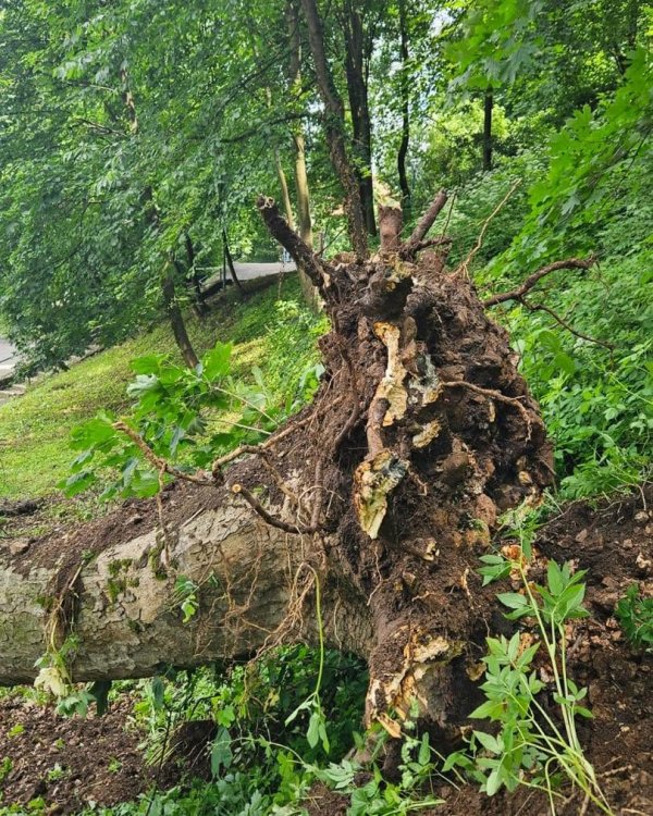 Incident pe Aleea Brădiceanu: paltin prăbușit