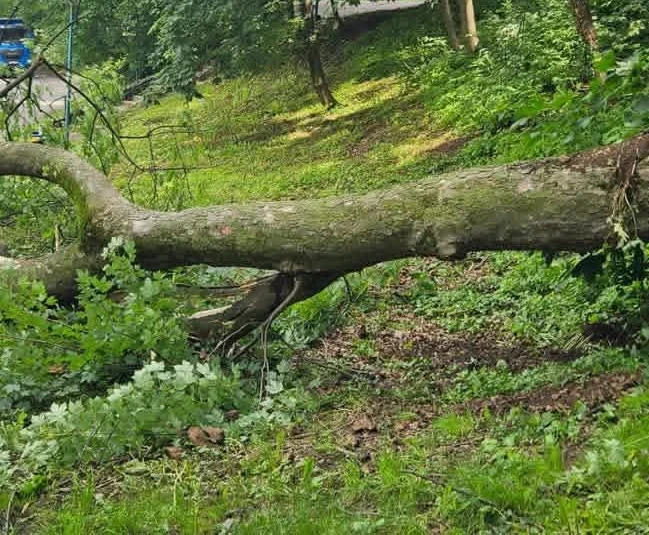 Paltin prăbușit pe Aleea Brediceanu