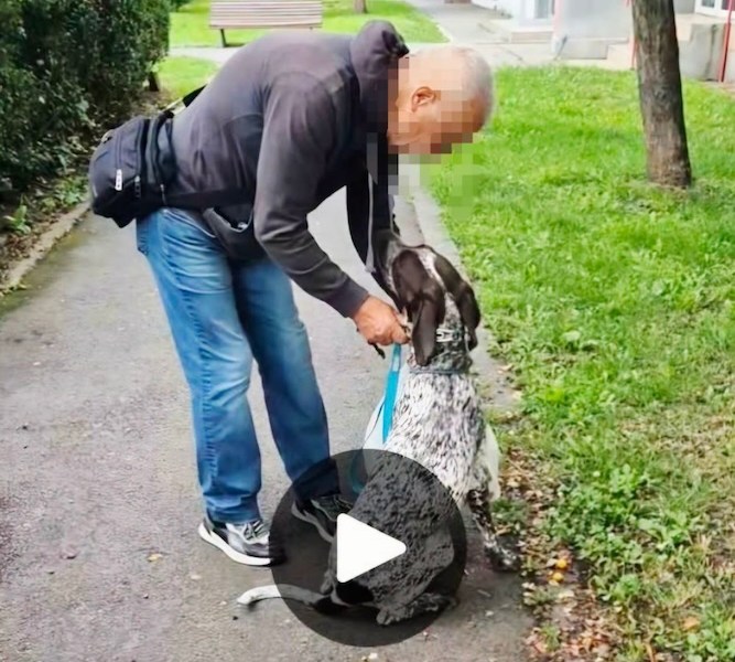 Bărbat de 74 de ani din Brașov amendat pentru agresiune asupra unui câine, după ce un clip video a devenit viral