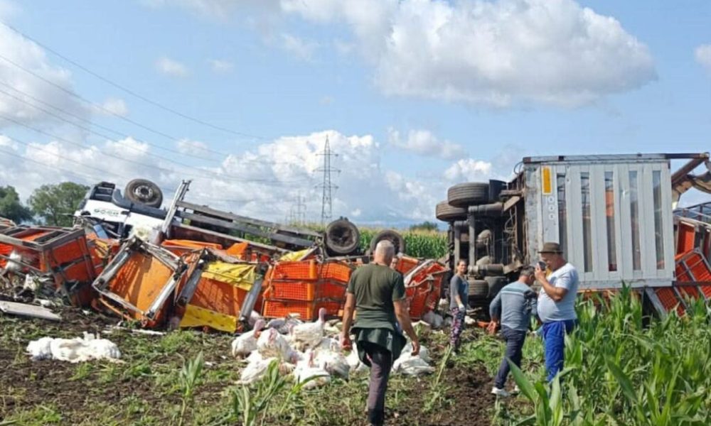 Camion cu păsări, răsturnat pe ruta Hălchiu-Codlea