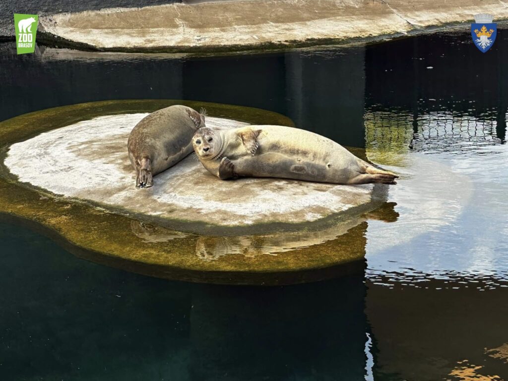 Focile de la Zoo Brașov își găsesc relaxarea prin multă odihnă