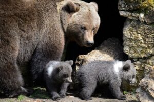 O ursoaică a fost eutanasiată în Poiana Brașov, după ce a fost observată frecvent în zona hotelului Piatra Mare