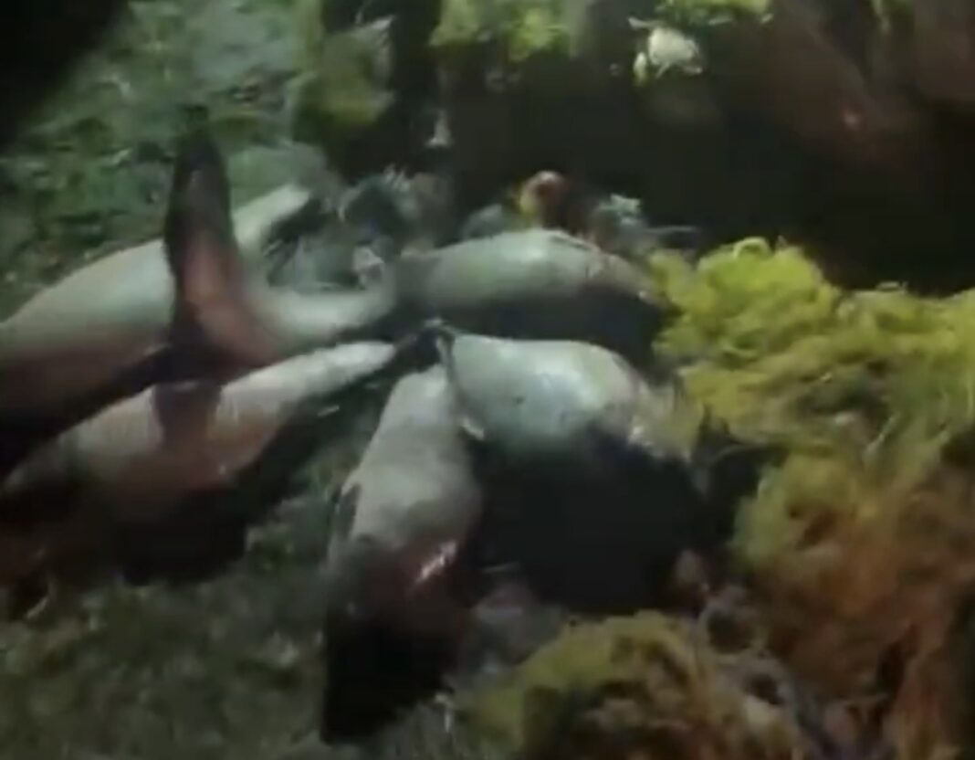 Pescari ilegali prinși cu 230 kg de pește în mașină pe malul Oltului