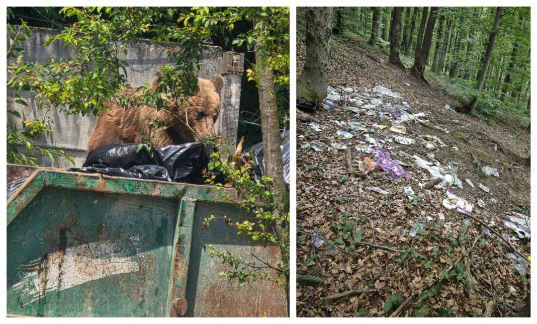 Urșii, atrași de deșeuri! Brașov ia măsuri stricte pentru gestionarea gunoiului în zonele frecventate de animale