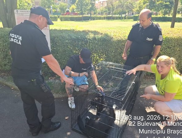 Acțiune rapidă a Poliției Locale Brașov la un loc de joacă din Răcădău: Doi câini mari, preluați în siguranță