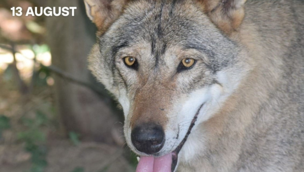 Amaraq și Thor, atracțiile principale la Zoo Brașov de Ziua Internațională a Lupului