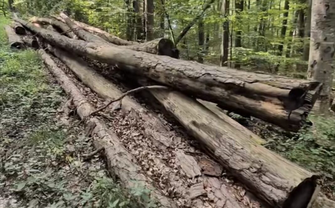 Defrișări masive descoperite în Pădurea Bogății: Peste 800 de copaci tăiați ilegal