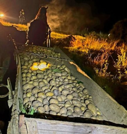 Doi bărbați arestați la Zărnești după un furt agricol: Metoda ingenioasă de a ascunde 1.860 kg de cartofi sub fân