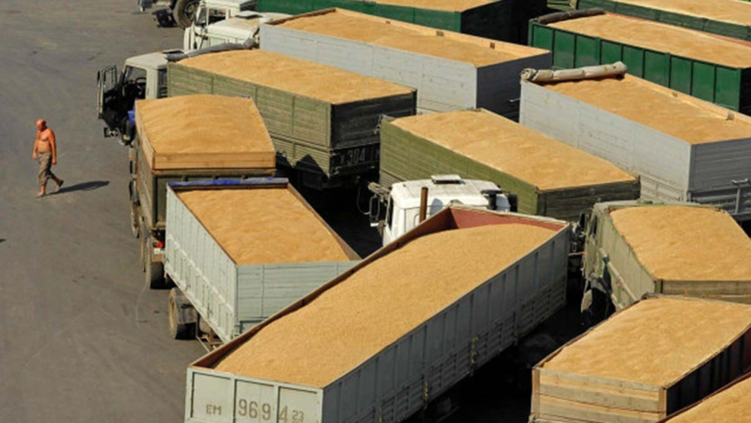 Fermierii români semnalează o problemă: Cerealele autohtone, marginalizate de importurile ucrainene