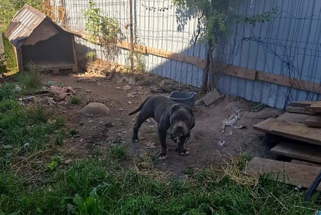 Poliția Brașov investighează cazuri de cruzime față de animale: cal agresat și câine American Bully cu urechile tăiate