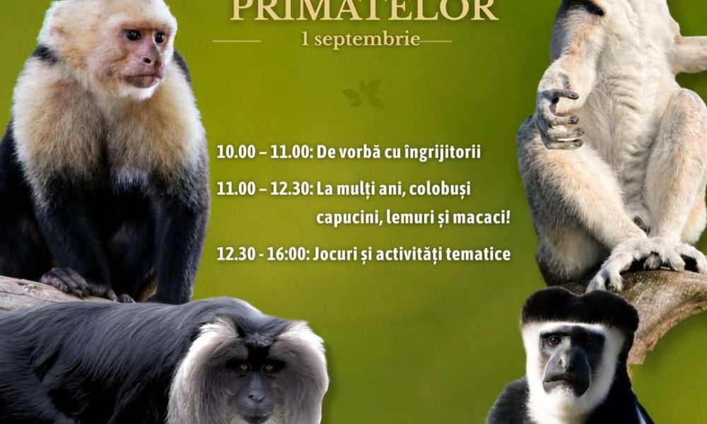 Program Special la Zoo Brașov de Ziua Internațională a Primatelor: Ateliere și Surprize pentru Vizitatori și Animale