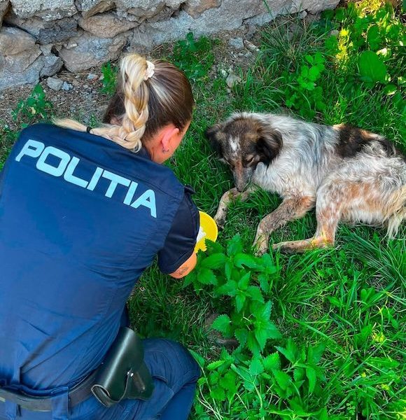Trei adolescenți anchetați penal după un atac brutal asupra unui câine