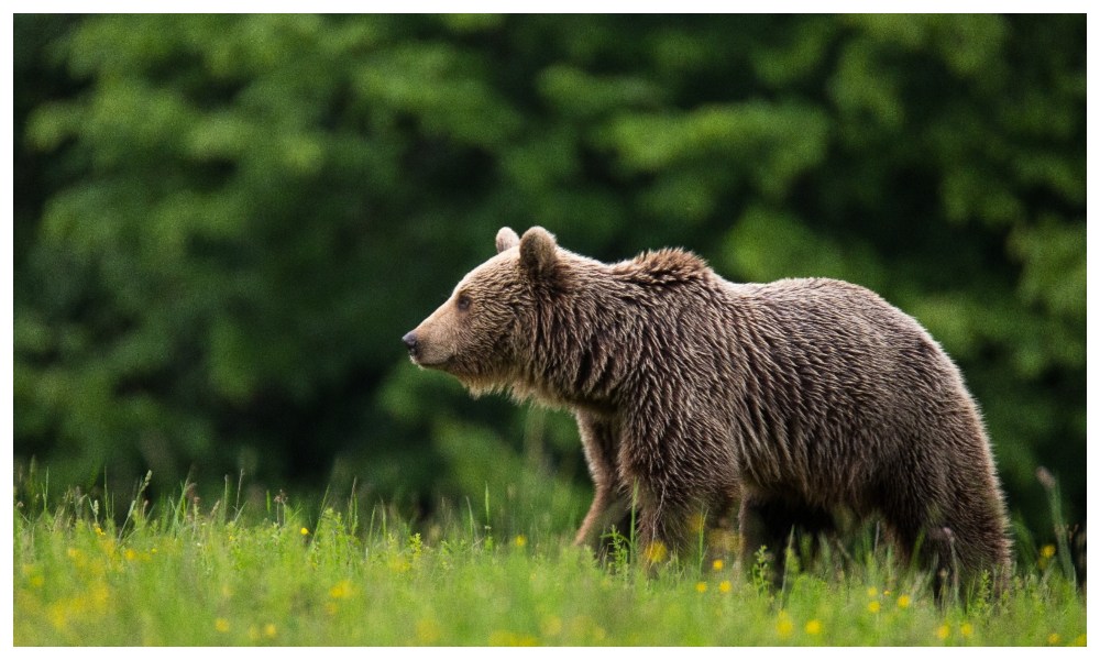 Un alt urs capturat în Poiana Brașov: Animalul încerca să intre în anexele unui hotel