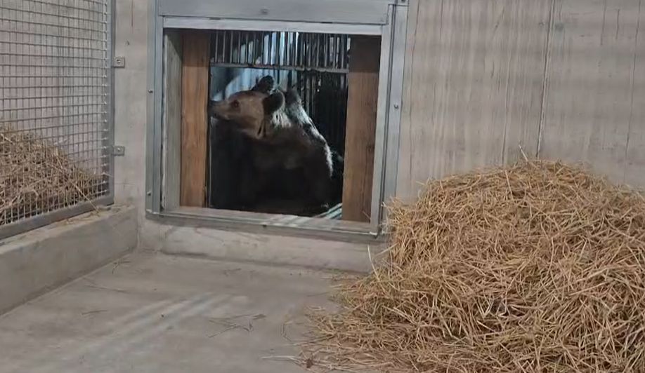 VIDEO Cei patru pui de urs de la Sanctuarul Libearty Zărnești au ajuns în siguranță în Franța