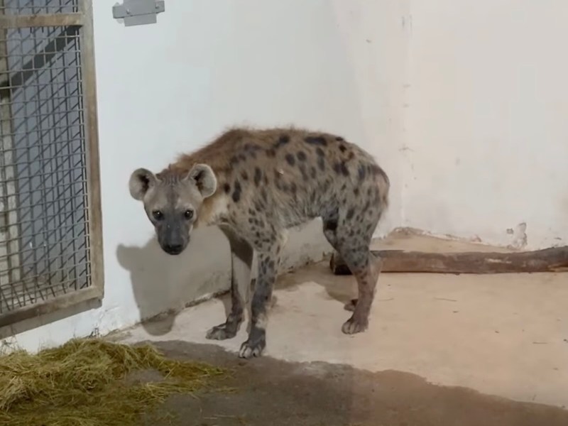 VIDEO / Noi specii de animale și-au găsit casă la Grădina Zoologică Brașov: Ce noutăți au apărut sub Tâmpa