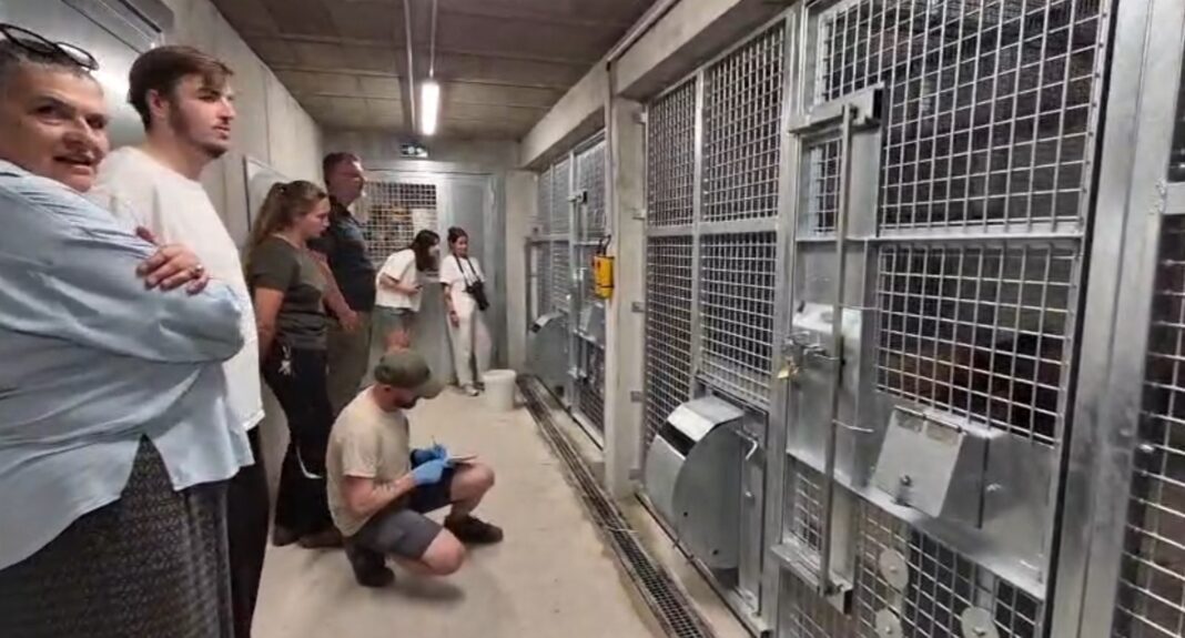 VIDEO Patru urși din Sanctuarul Libearty din Zărnești au ajuns cu succes în Franța după o călătorie de 35 de ore