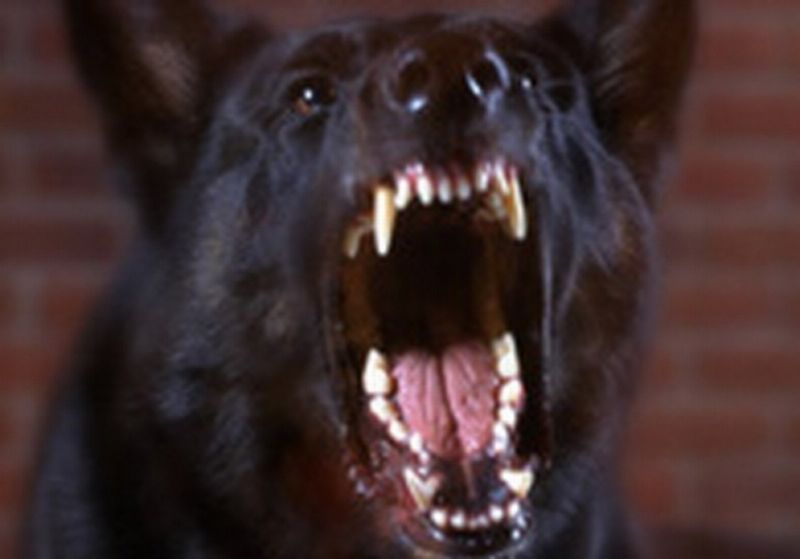 ALERTĂ DE ULTIMĂ ORĂ | Un bărbat de 40 de ani, victima unui atac canin în Parcul Noua, Brașov