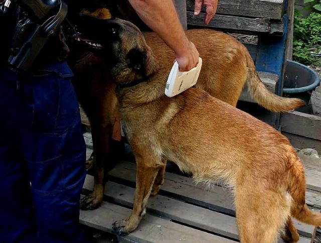 Brașovean reținut după un incident cu un câine Malinois la Lacul Noua