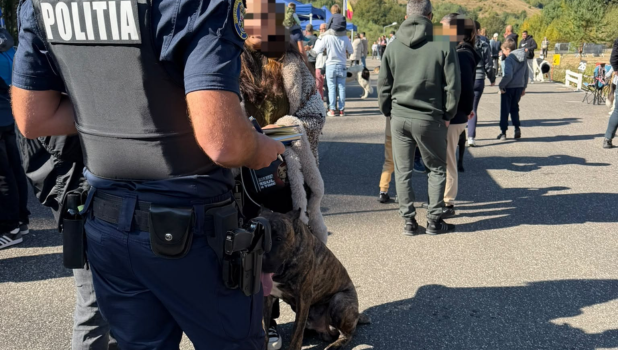 Poliția investighează mutilarea câinilor la Râșnov