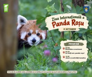 Sărbătoare la Zoo Brașov: Ziua Internațională a Panda Roșu