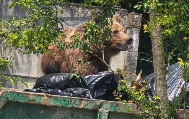 Ursoaică rănită eutanasiată la Pietrele lui Solomon
