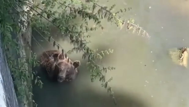 VIDEO. Ursul de la Zoo Brașov se bucură de ultima zi de vară cu o bălăceală