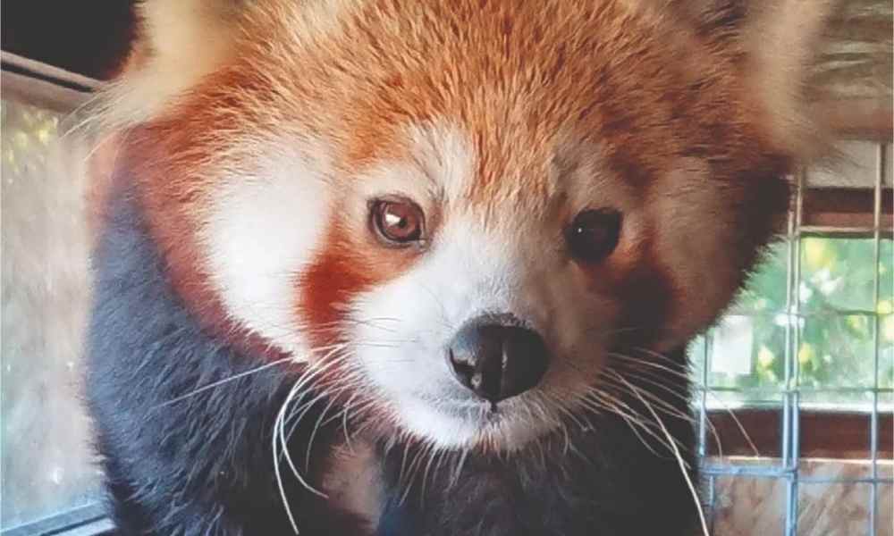 Zoo Brașov celebrează Ziua Internațională a Panda Roșu cu Peggy și Benji în prim-plan