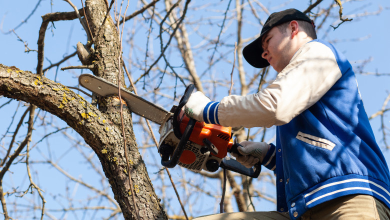 Amenzi pentru tăierea arborilor protejați în România