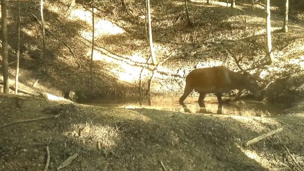Animalele din Piatra Craiului, surprinse la scăldat
