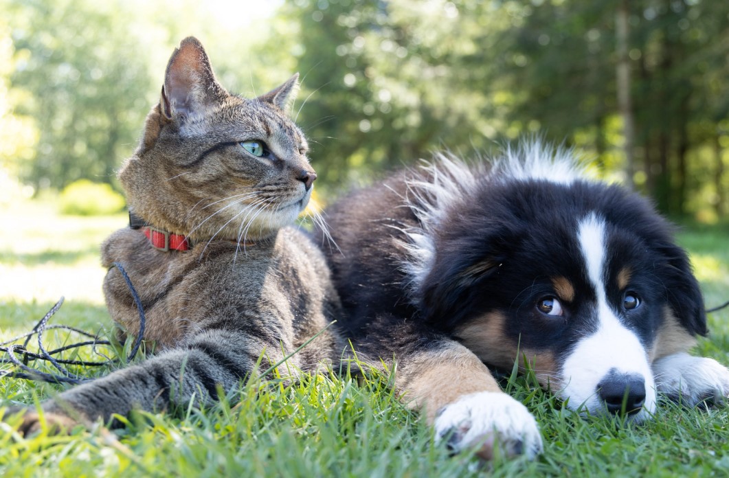 Aplicația UrgentPet: Ajutor pentru Proprietarii de Animale