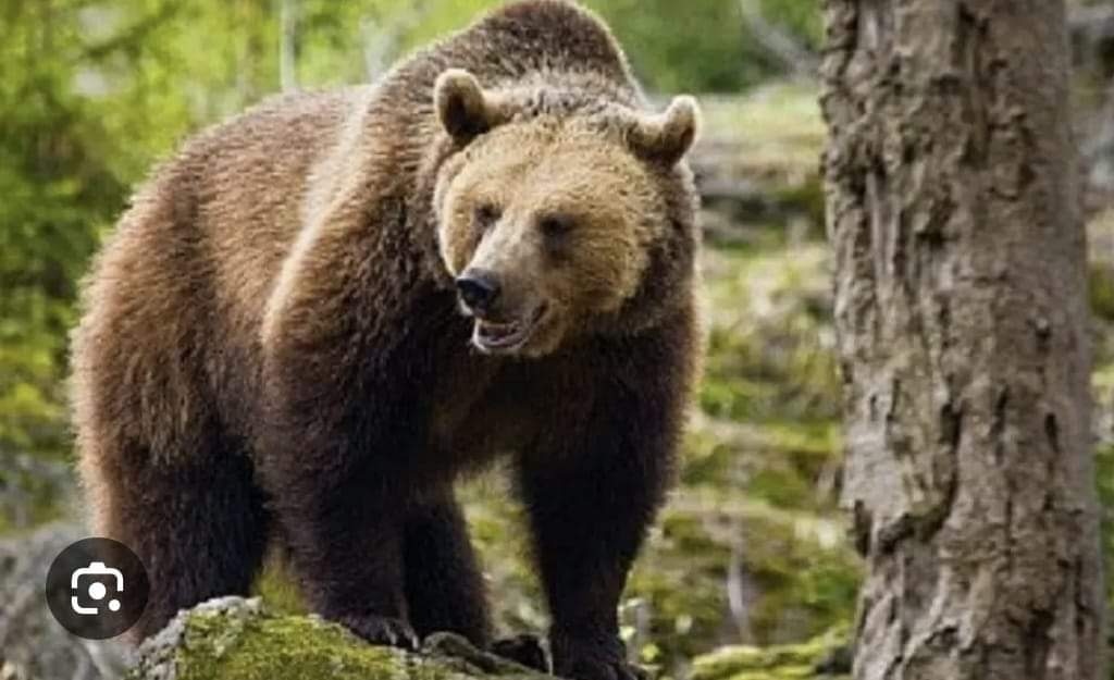 Bărbat de 55 de ani ucis de urs în Brașov