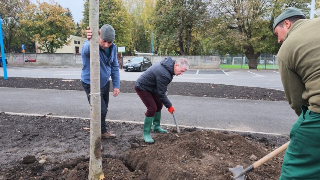 Brașovul plantează 2.000 de arbori și arbuști