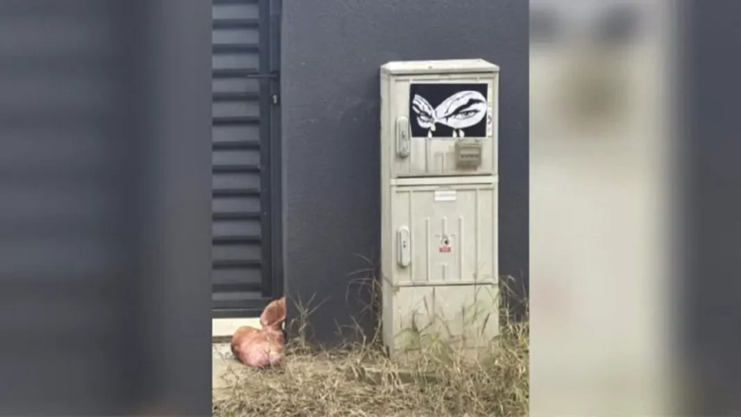 Cap de porc, simbol de intimidare la poarta lui Lulea