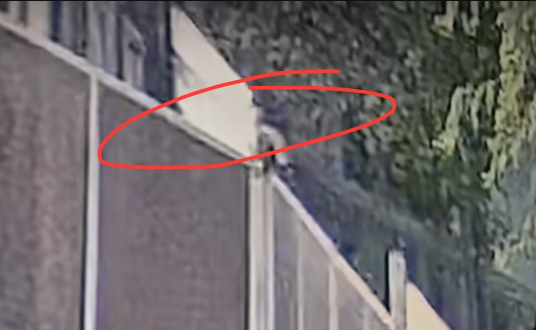 Cățeluși Aruncați Peste Gardul Adăpostului din Brașov