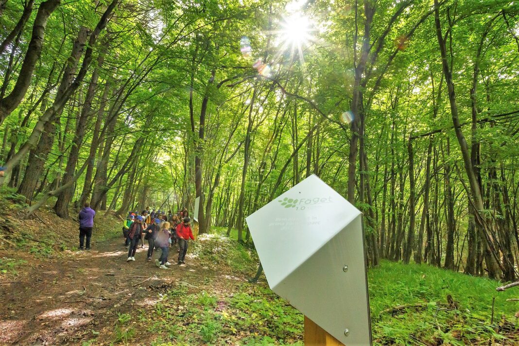 Codlea Planifică Pădure-Parc de 17 Hectare