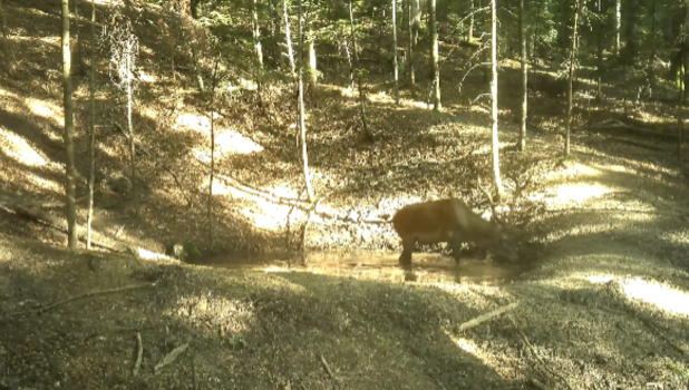 Fauna sălbatică surprinsă în Piatra Craiului