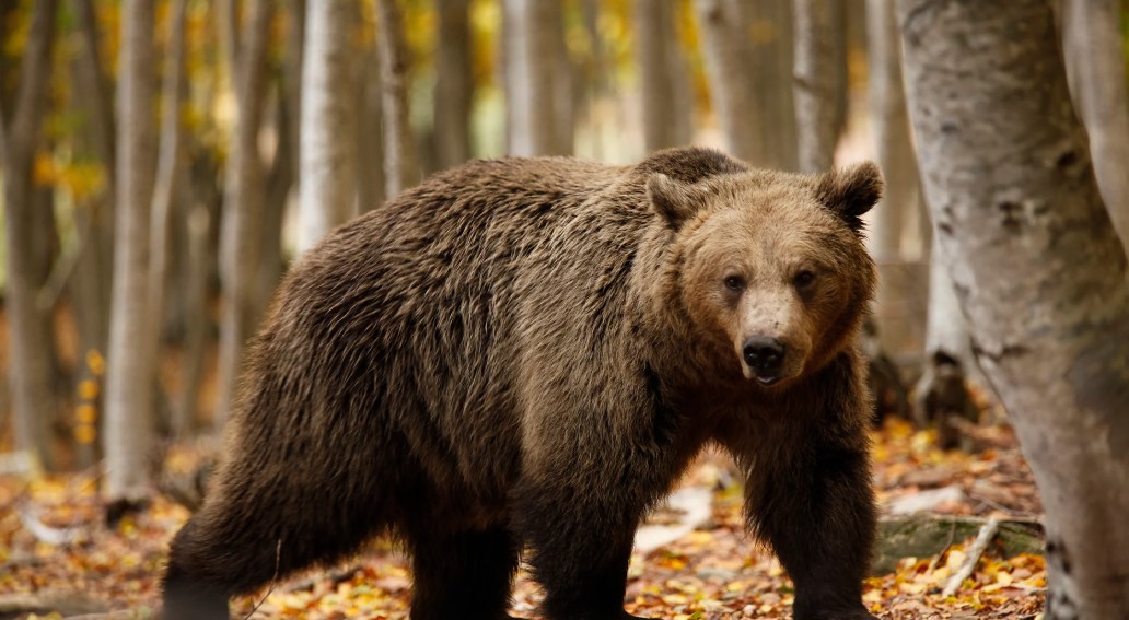 Nouă urși împușcați în Covasna din 86 aprobați